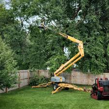 Tree and Shrub Care in Sycamore, GA