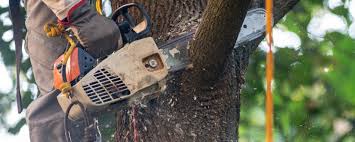Best Tree Mulching  in Sycamore, GA