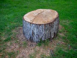 Best Tree Risk Assessment  in Sycamore, GA