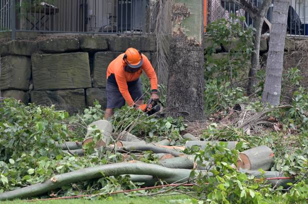 Best Storm Damage Tree Cleanup  in Sycamore, GA